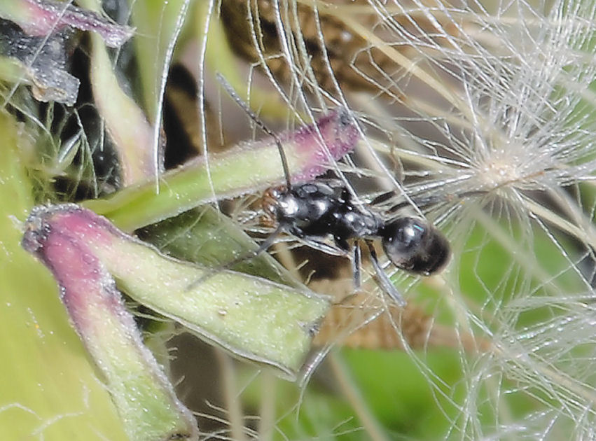 La formica....officinale....